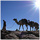 Kameltrecking in der W�ste Sinai
